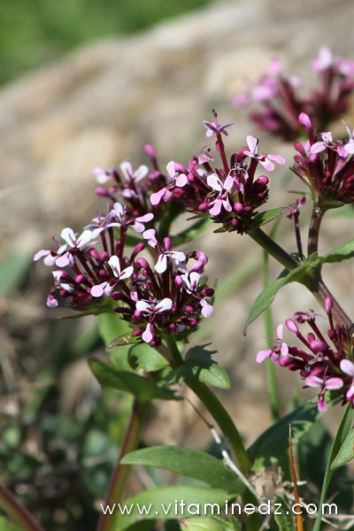 Tlemcen  Flore sauvage de la région de Mefrouche