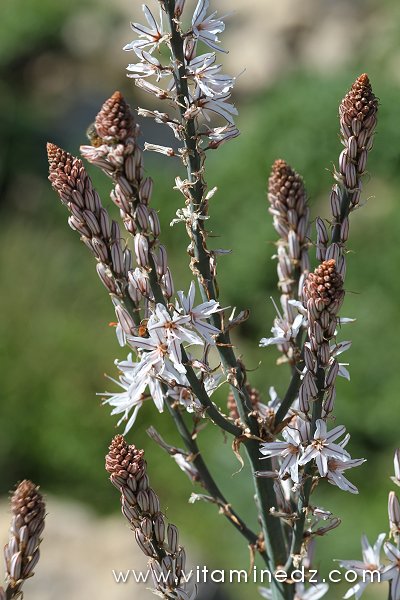 Tlemcen  Flore sauvage de la région de Mefrouche