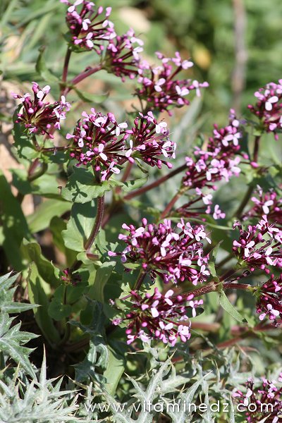 Tlemcen  Flore sauvage de la région de Mefrouche