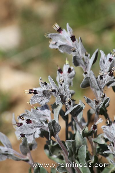 Tlemcen  Flore sauvage de la région de Mefrouche