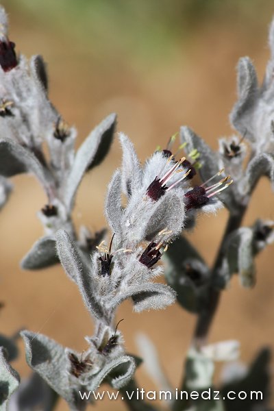 Tlemcen  Flore sauvage de la région de Mefrouche