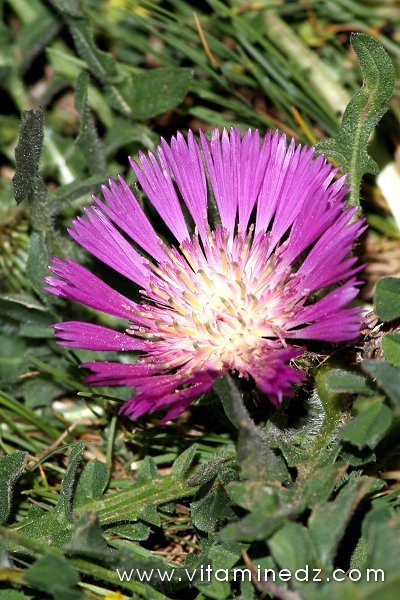Tlemcen  Flore sauvage de la région de Mefrouche