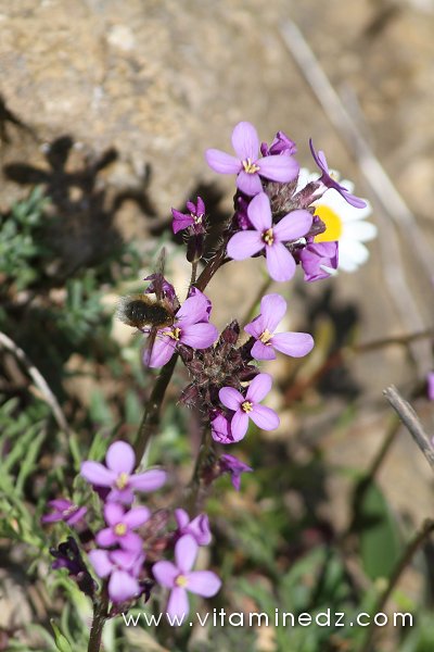 Tlemcen  Flore sauvage de la région de Mefrouche