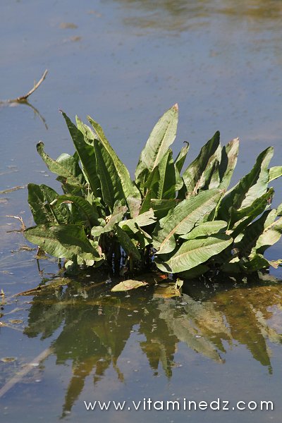 Tlemcen  Flore sauvage de la région de Mefrouche