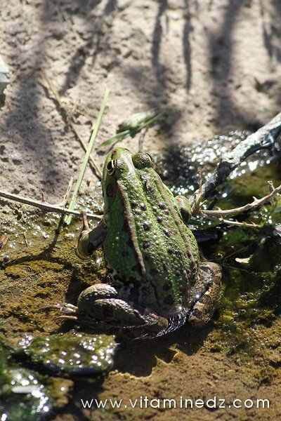 Tlemcen, une faune sauvage pas très loin de chez vous (Grenouille)