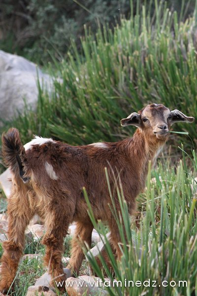 Tlemcen, chèvre