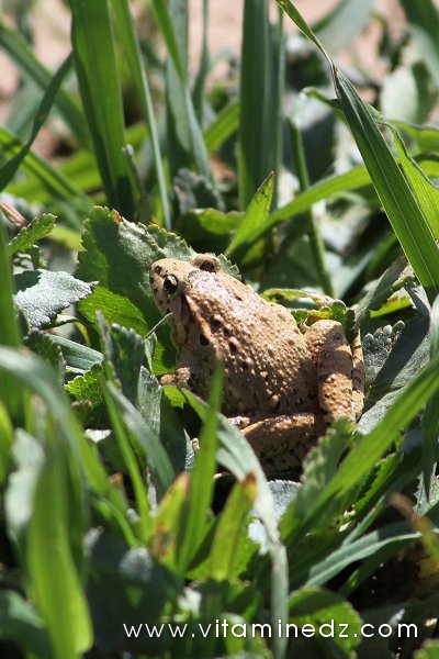 Tlemcen, une faune sauvage pas très loin de chez vous