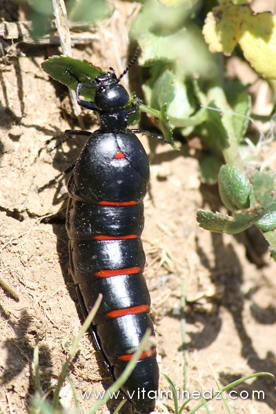 Tlemcen, une faune sauvage pas très loin de chez vous