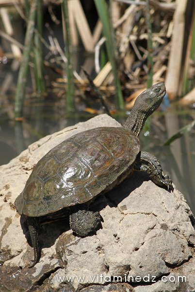 Tlemcen, une faune sauvage pas très loin de chez vous