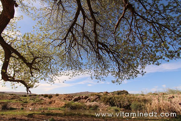La flore et la faune d'Algérie regroupe un certain nombre d'espèces végétales et animales.