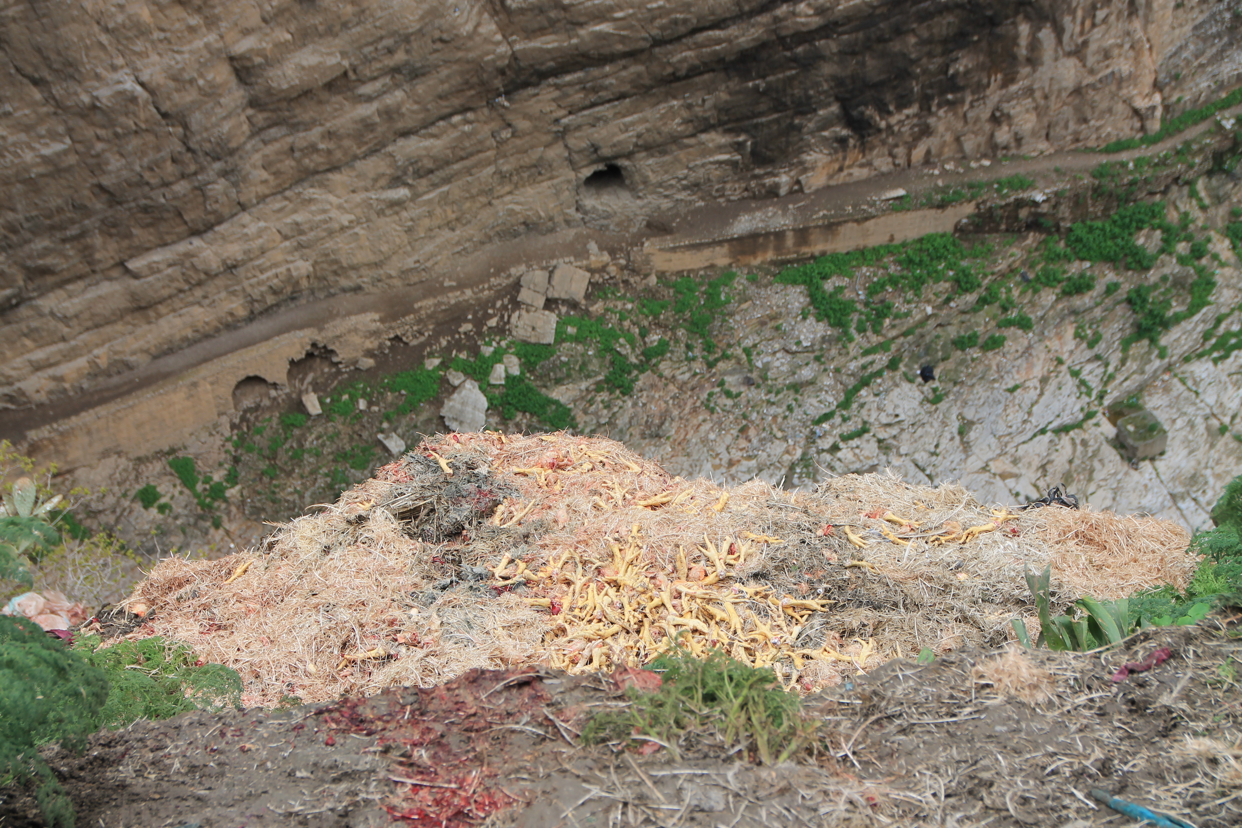 Constantine - Déchets d’un abattoir avicole clandestin sur les berges du Rhumel