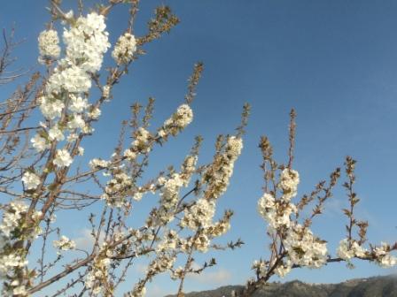 Cerisier en fleurs