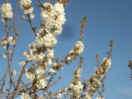 Cerisier en fleurs