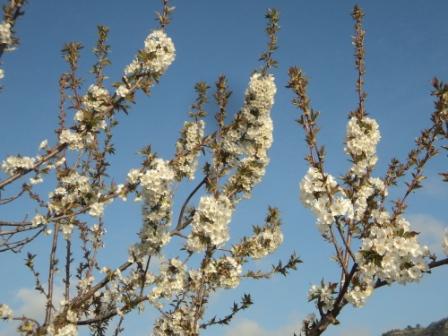 Cerisier en fleurs