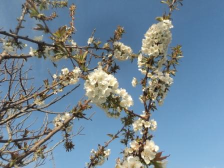 Cerisier en fleurs