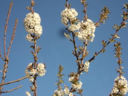 Cerisier en fleurs