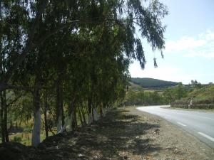 Commune Abou Al Hassan (W. Chlef)  Route et prés à la sortie Ouest