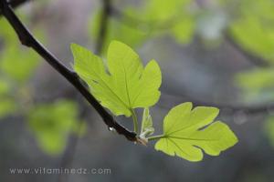 Le figuier arbre par excellence algérien