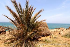 Ce qui reste de La nécropole phénicienne de Ténes (W. Chlef) tombeaux creusés dans la roche