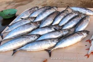 Poisson frais, Port de pêche à Tenes (W. Chlef)