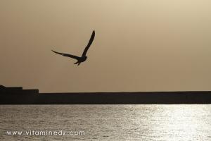 Mouette, Port de pêche à Tenes (W. Chlef)