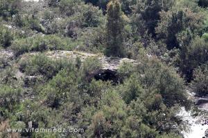 Pont rmain de la ville de Tenes; qui traverse à ras l\'Oued Allala