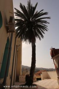 Vieux Tenes Palmier planté parait-il par Sidi Ahmed Maiza à la Mosquée portant son nom