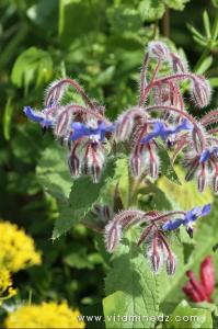 Flore sauvage à Tenes et environs