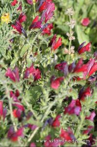Flore sauvage à Tenes et environs