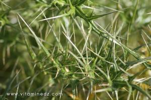 Flore sauvage à Tenes et environs