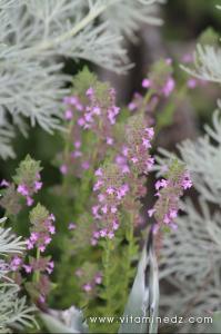 Flore sauvage à Tenes et environs