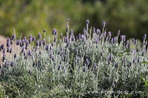Lavande, Flore sauvage à Tenes et environs