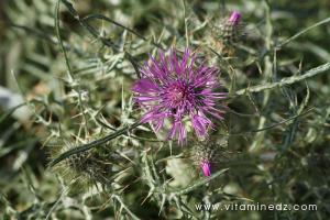 Le chardon Flore sauvage à Tenes et environs