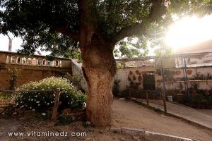 Un fleuriste à Tenes et environs