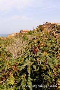 Ricin poussant dans les égouts de Tenes