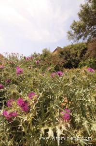 Le chardon, Flore sauvage à Tenes