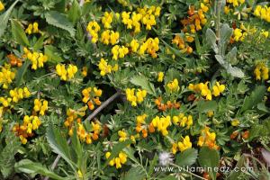 Flore sauvage à Tenes et environs