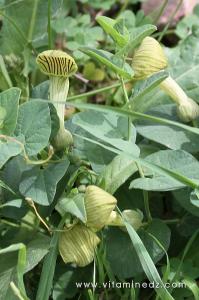 Flore sauvage à Tenes et environs