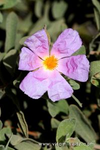 Flore sauvage à Tenes et environs