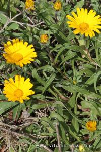Flore sauvage à Tenes et environs