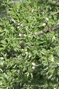 Amandiers, campagne de Tenes