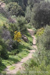Tenes (W. Chlef) une nature à profusion