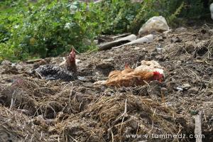 Tenes (W.Chlef) nos amis les bêtes (Poules)