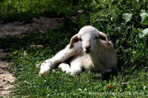 Tenes (W.Chlef) nos amis les bêtes, agneau