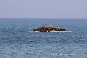 Tenes (W.Chlef) L\'ilot et ses canards d\'eau