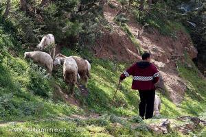 Tenes (W.Chlef) berger