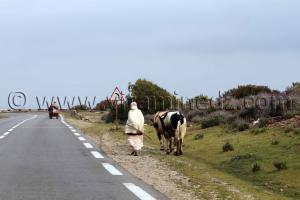 Bergère Sidi Abderrahmane (W. de Chlef)