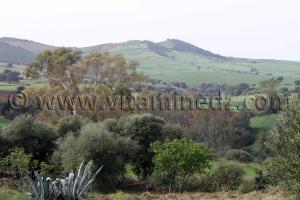 Champs et paturages à Tafraout (Commune Abou El Hassan, W. Chlef)
