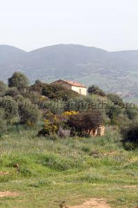 Cimetière de Sidi Ali Ben Aliya à Tafraout (Commune Abou El Hassan, W. Chlef)