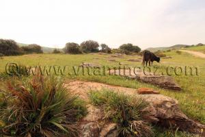 Ville romaine inconnue enfouie sous le Cimetière de Sidi Ali Ben Aliya à Tafraout (Commune Abou El Hassan, W. Chlef)